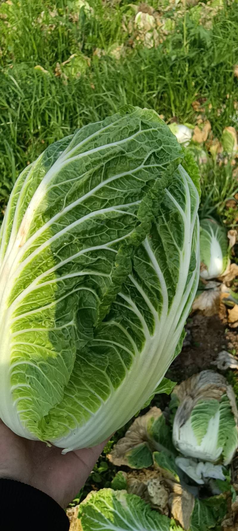精品黄心大白菜，产地大量现货适合市场，加工厂，脱水厂