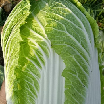 精品黄心大白菜，产地大量现货适合市场，加工厂，脱水厂