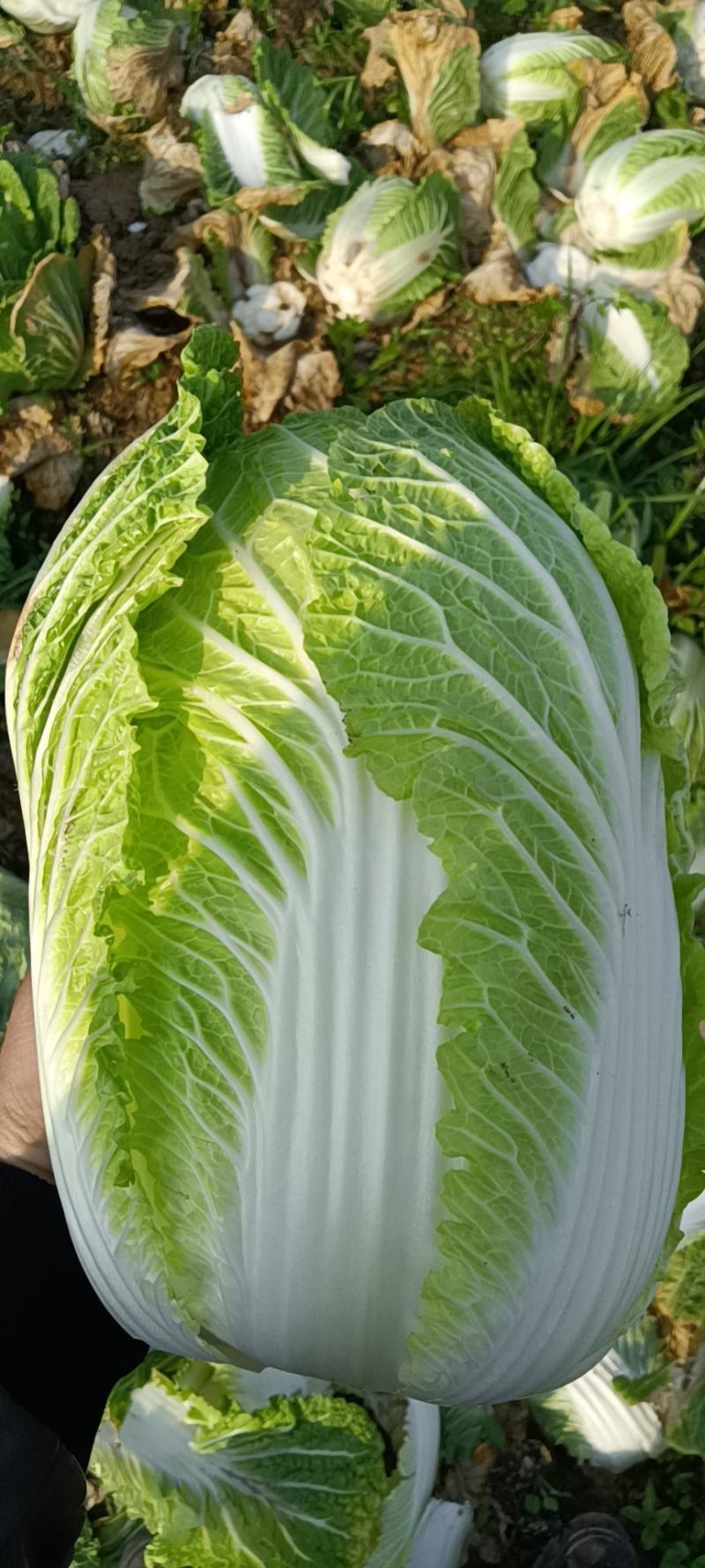 精品黄心大白菜，产地大量现货适合市场，加工厂，脱水厂