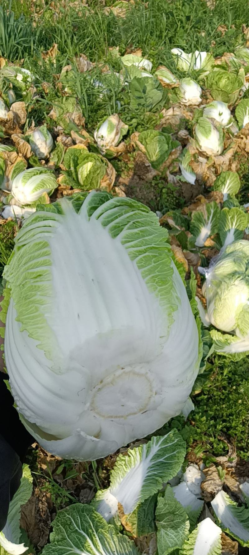精品黄心大白菜，产地大量现货适合市场，加工厂，脱水厂