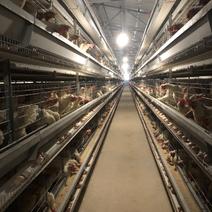 全自动鸡笼养殖设备层叠式蛋鸡笼