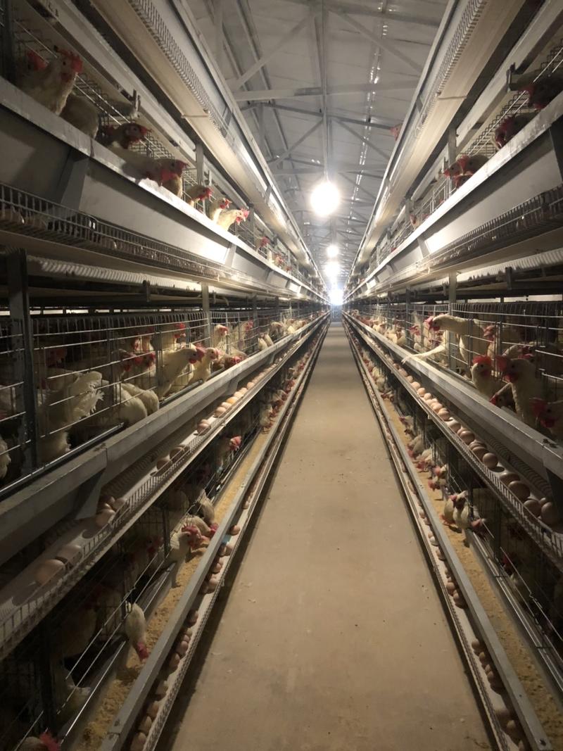 全自动鸡笼养殖设备层叠式蛋鸡笼