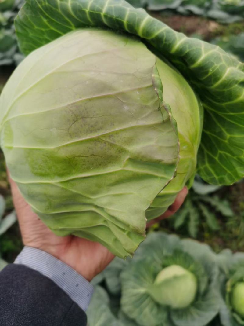 精品斯特丹，适合市场，加工厂，超市，进出口贸易大量现货