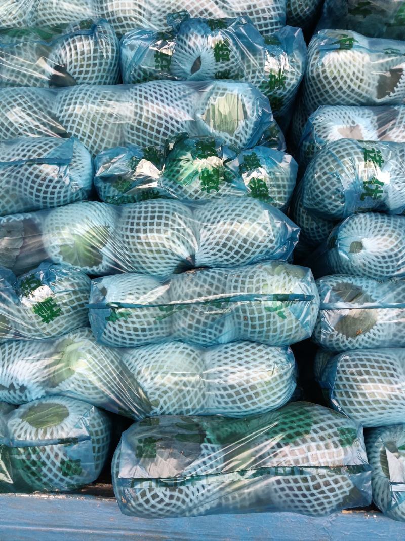 精品斯特丹，适合市场，加工厂，超市，进出口贸易大量现货