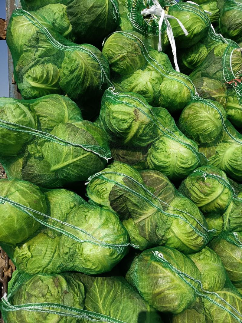 精品斯特丹，适合市场，加工厂，超市，进出口贸易大量现货