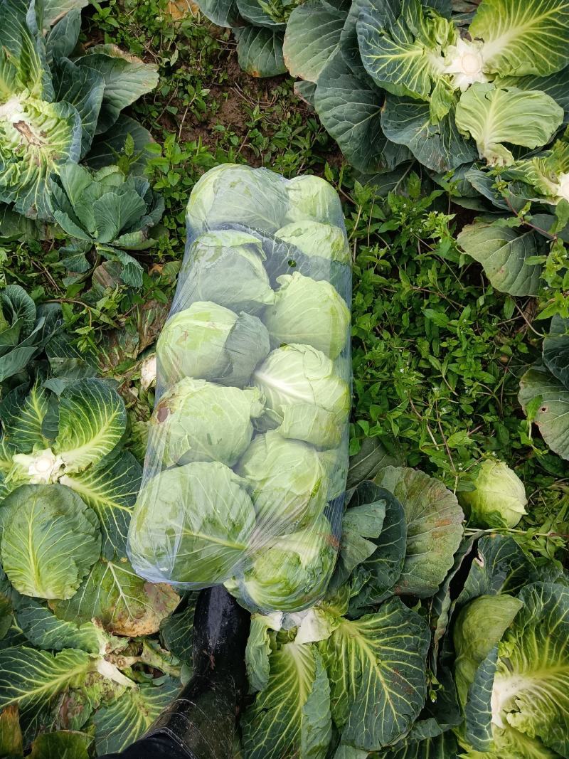 精品斯特丹，适合市场，加工厂，超市，进出口贸易大量现货