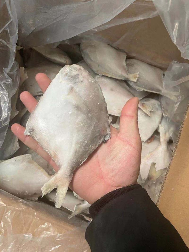 国产本地鲳鱼，各种规格都有，欢迎选购