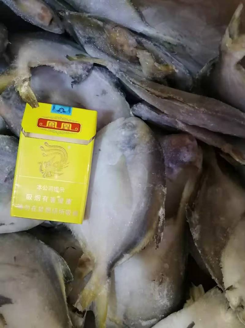 国产本地鲳鱼，各种规格都有，欢迎选购