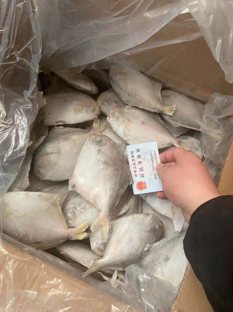 国产本地鲳鱼，各种规格都有，欢迎选购
