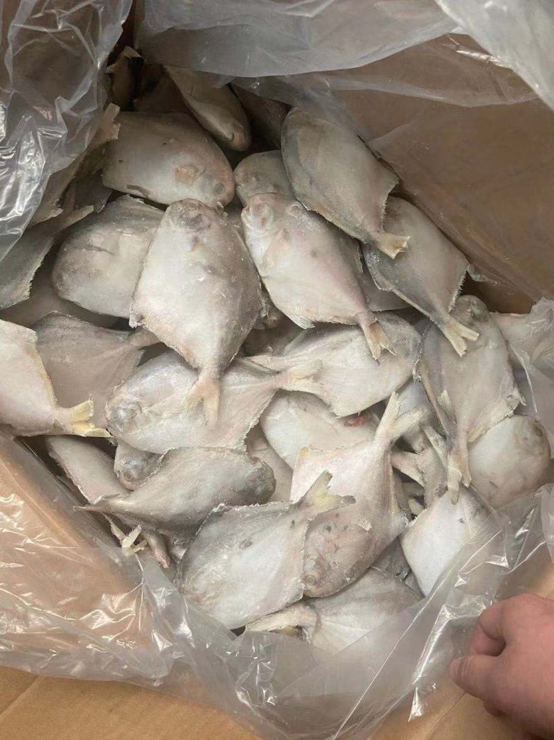 国产本地鲳鱼，各种规格都有，欢迎选购