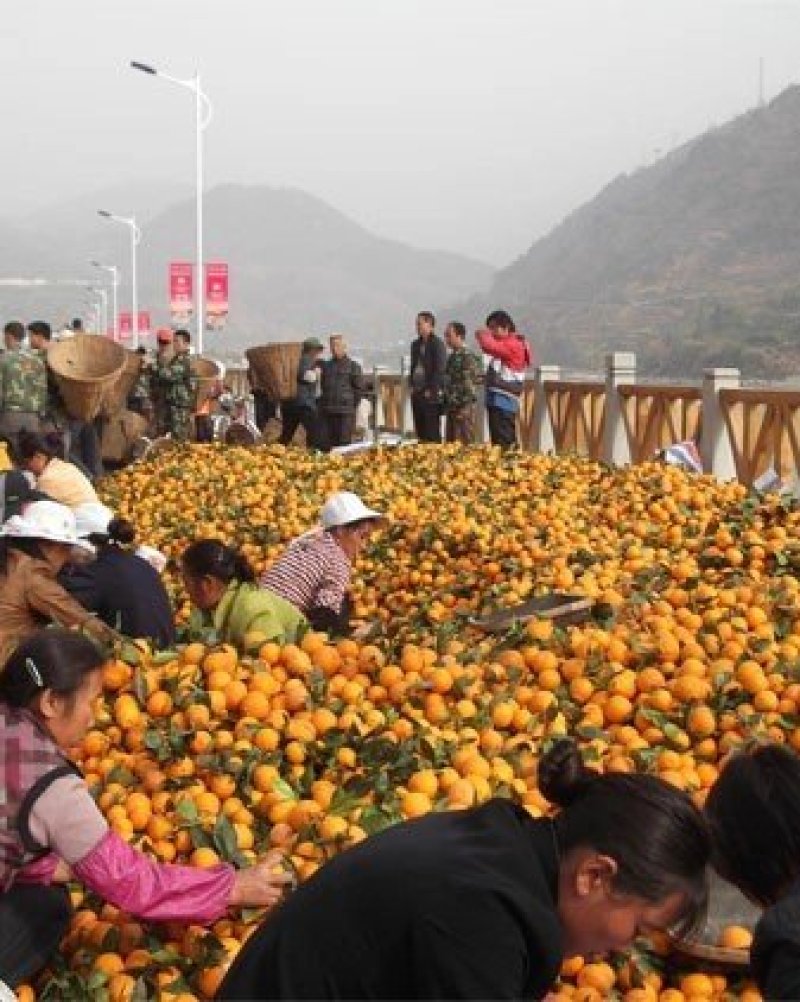 精品推荐黄果柑产地直供全国发货硬度足耐运输