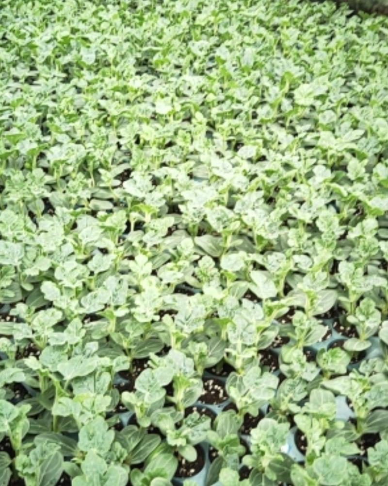 【精选】优质黑美人西瓜嫁接苗，基地种植直发，质量保证