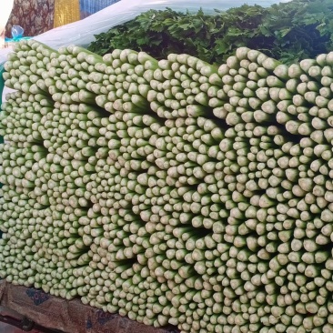 精品芹菜质量相当不错细跟，粗跟规格齐全质量保证可详谈