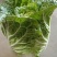 泸西大白菜高山大白菜🥬便宜了、需要联系
