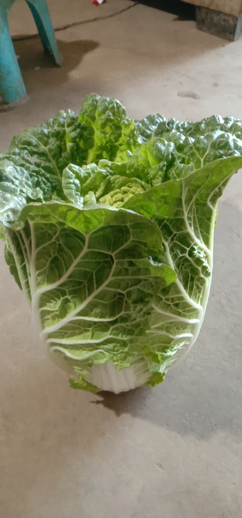 泸西大白菜高山大白菜🥬便宜了、需要联系