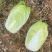 泸西大白菜高山大白菜🥬便宜了、需要联系