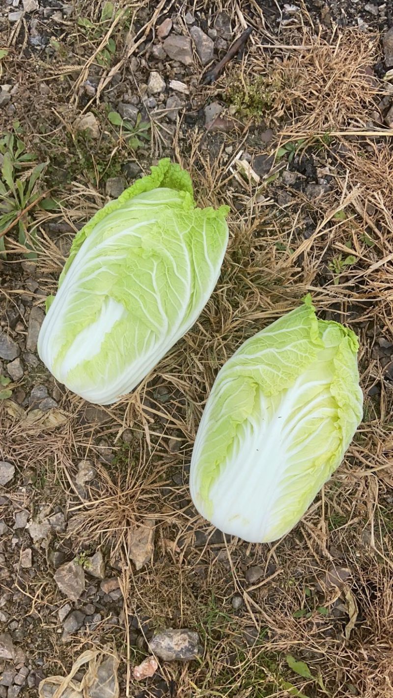 泸西大白菜高山大白菜🥬便宜了、需要联系