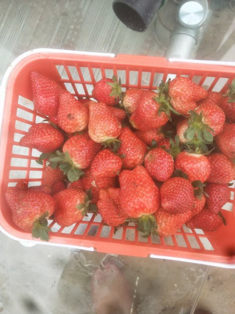 盆栽草莓，买后包技术指导