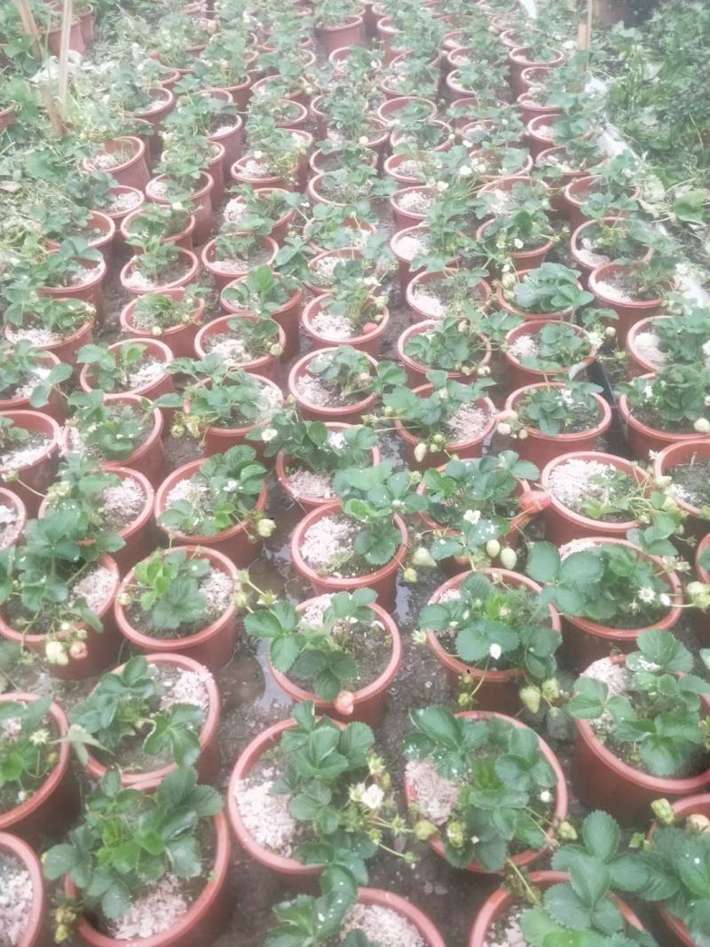 盆栽草莓，买后包技术指导