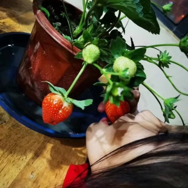 盆栽草莓，买后包技术指导