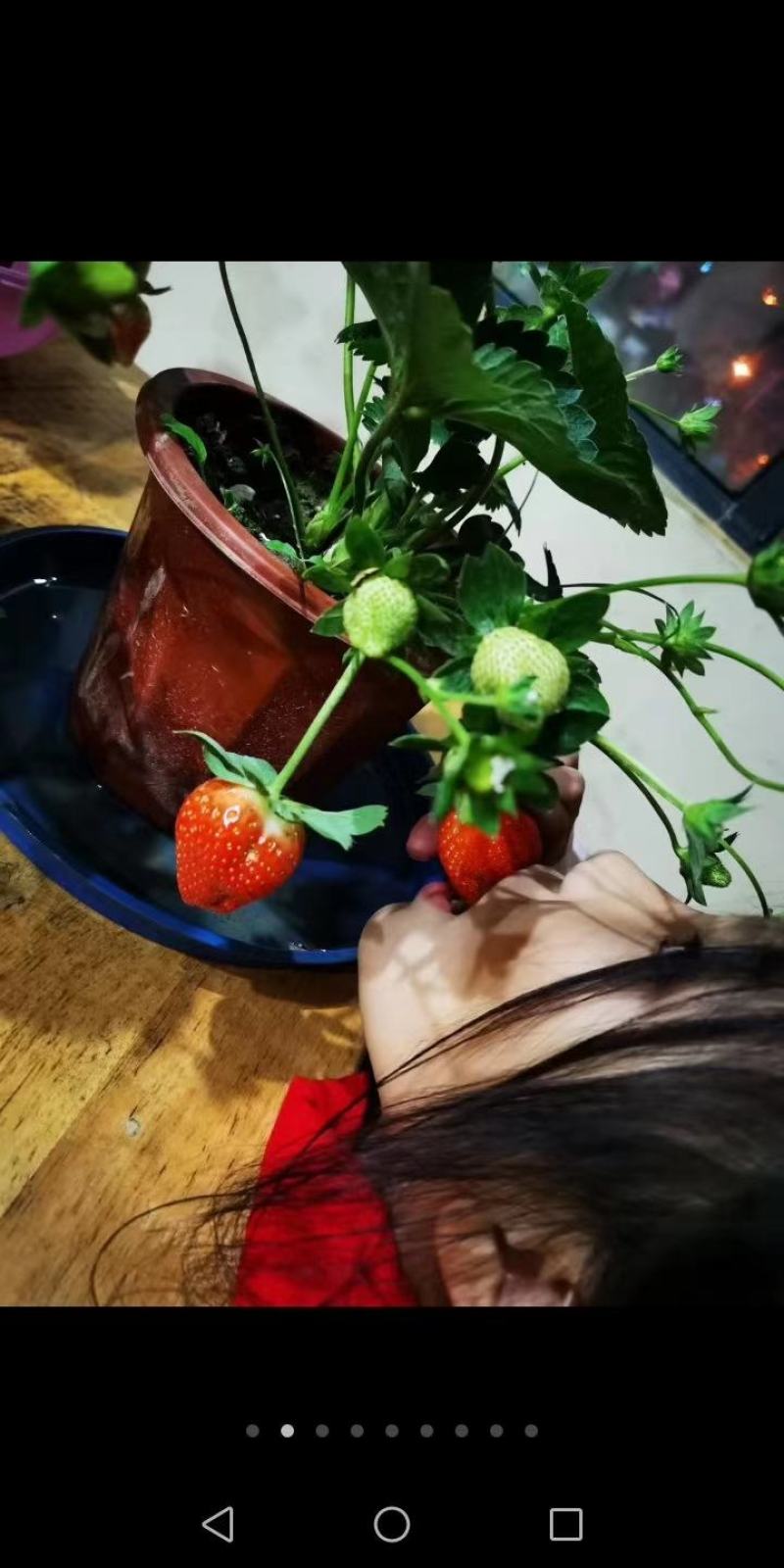盆栽草莓，买后包技术指导