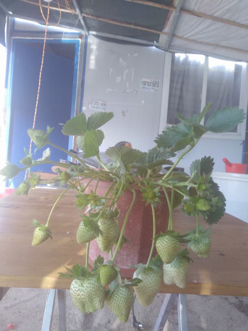 盆栽草莓，买后包技术指导