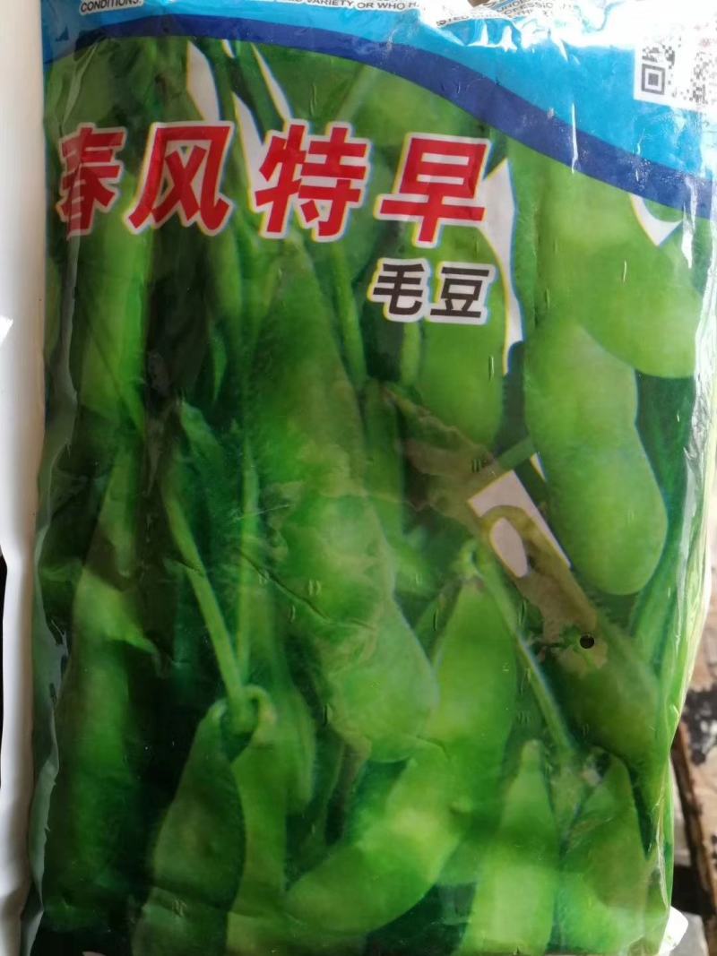 鲜食毛豆种子一斤装品质好早熟性好结荚多