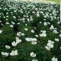 赤芍苗，白花赤芍苗，适应东北内蒙新疆种植