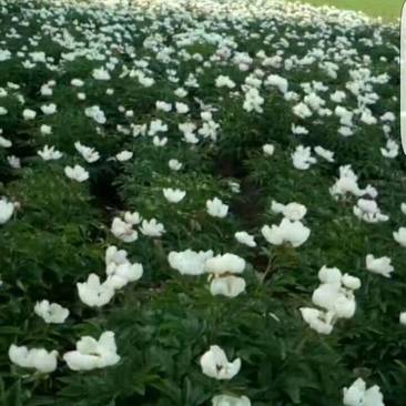 赤芍苗，白花赤芍苗，适应东北内蒙新疆种植