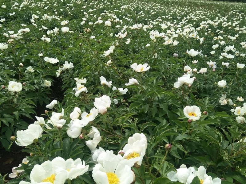 赤芍苗，白花赤芍苗，适应东北内蒙新疆种植