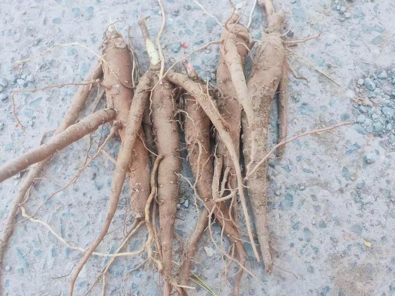 赤芍苗，白花赤芍苗，适应东北内蒙新疆种植