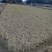 鱼腥草也。称为折耳根。种植场。