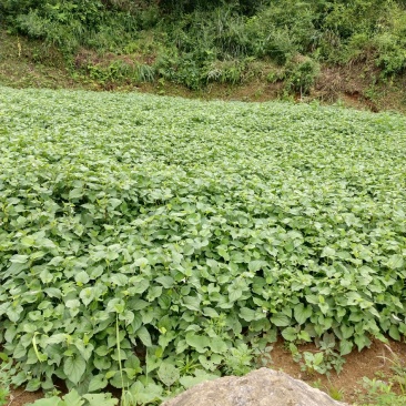 鱼腥草也。称为折耳根。种植场。