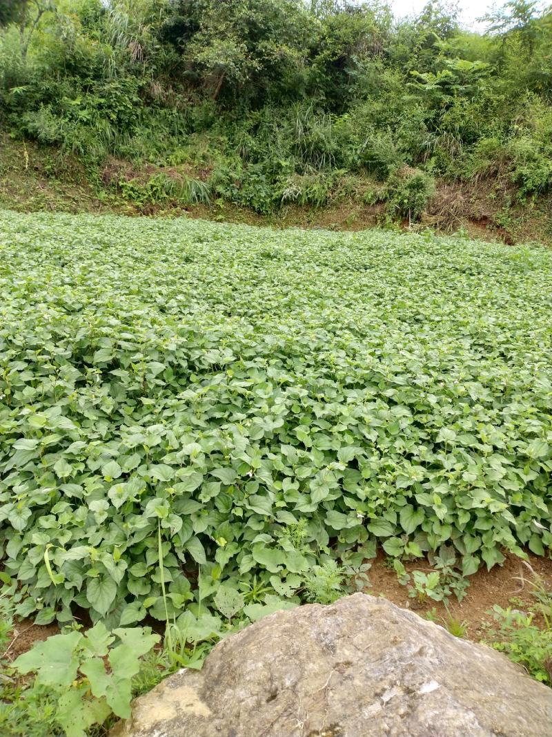 鱼腥草也。称为折耳根。种植场。