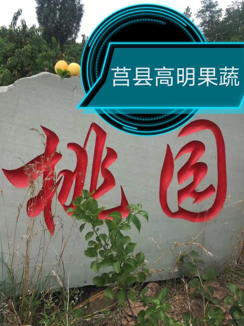 【精品】中油油桃，大棚油桃红油桃诚信经营