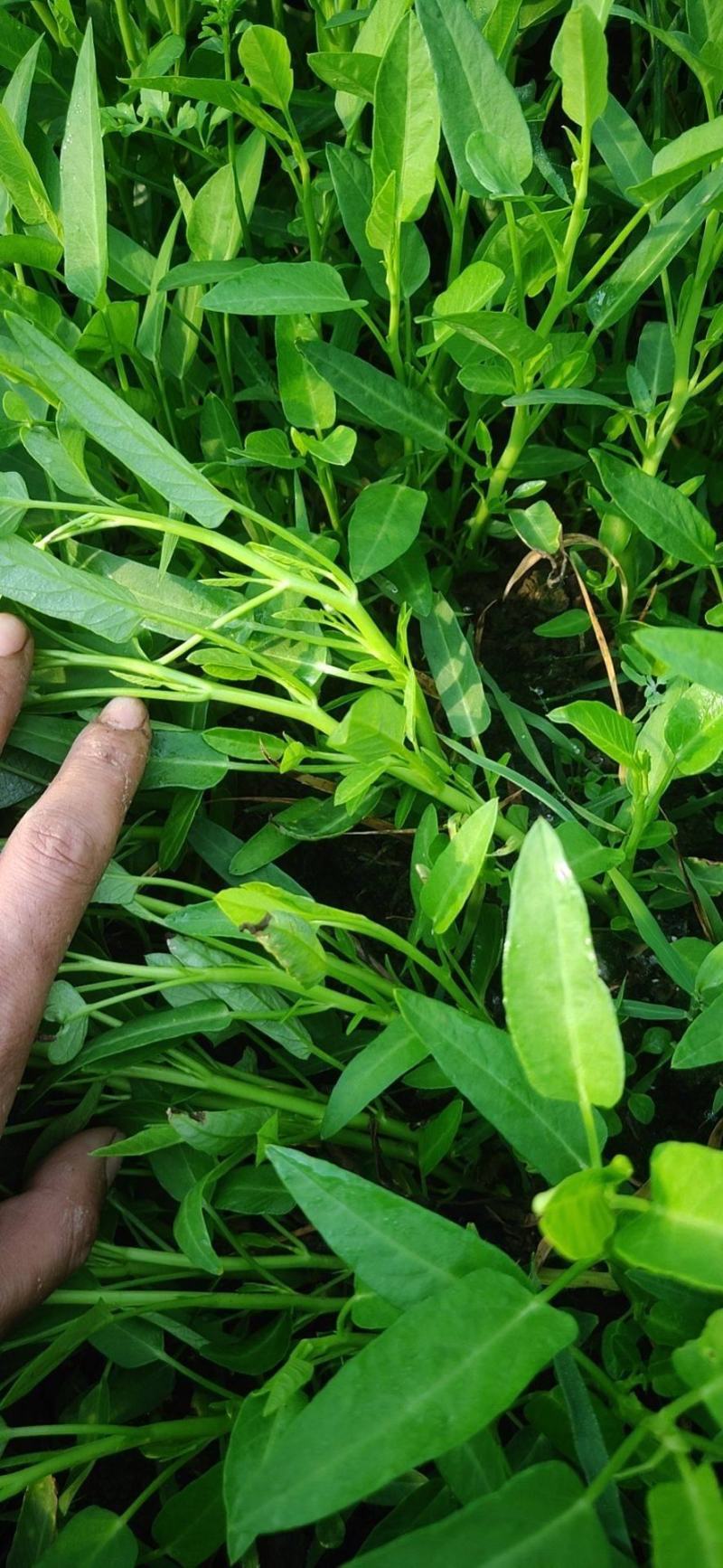 本地老杆杆空心菜苗，现掐易成活，质量保证。一件是100根