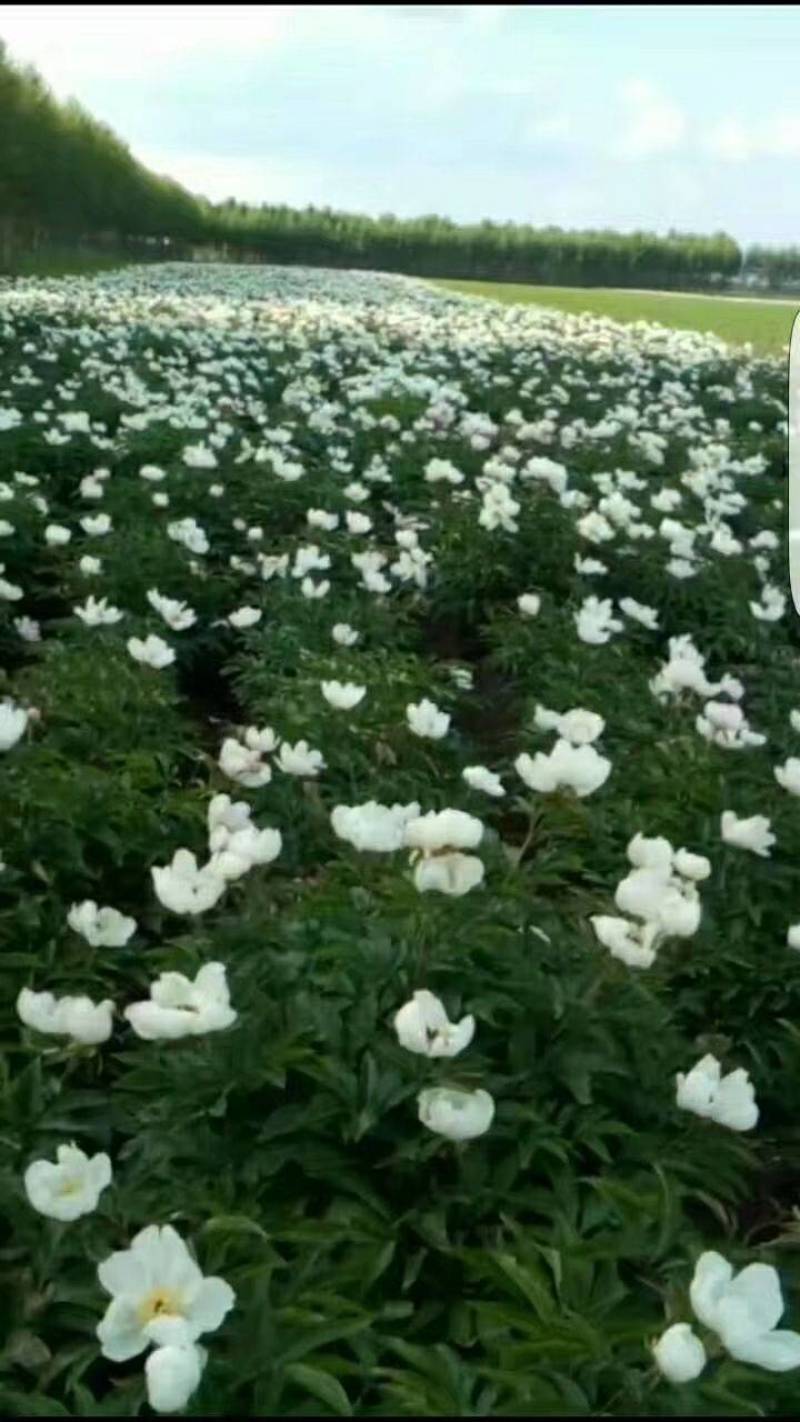 芍药苗，赤芍苗，基地直供，保品种，保成活，包回收