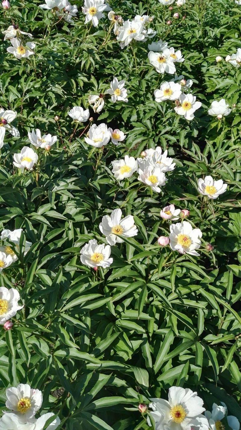 芍药苗，赤芍苗，基地直供，保品种，保成活，包回收