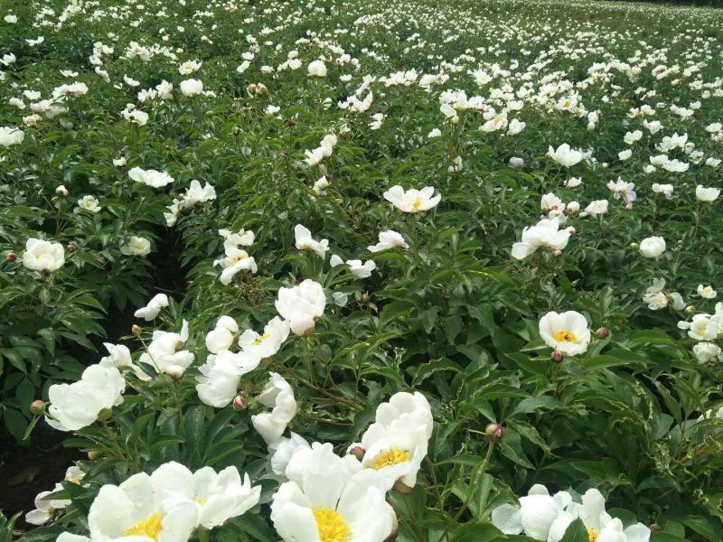芍药苗，赤芍苗，基地直供，保品种，保成活，包回收