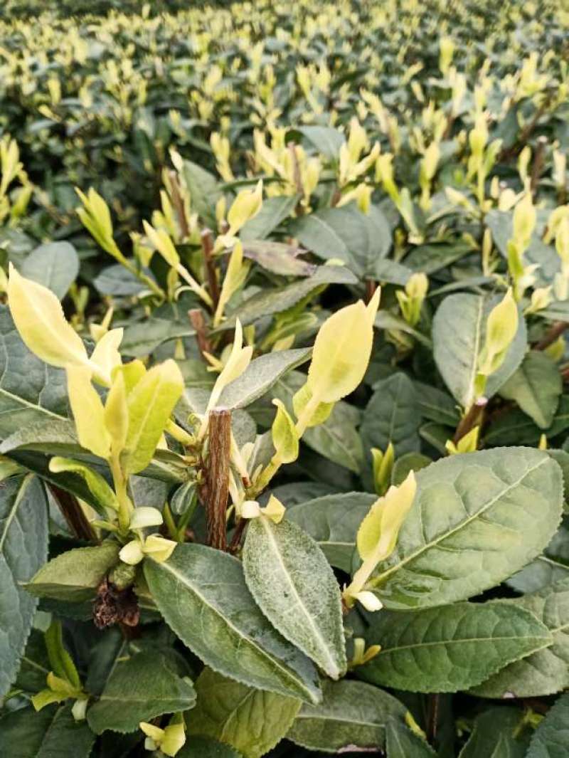 供应黄金芽茶苗两年苗龄茶苗黄金芽茶苗茶树苗