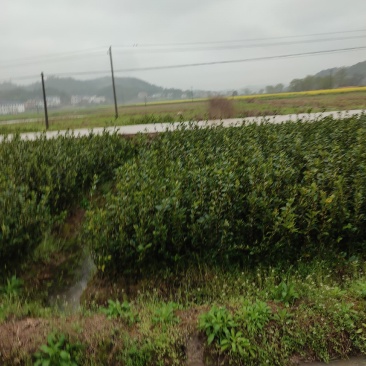 湘林210优质油茶苗杯苗