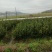 湘林210优质油茶苗杯苗