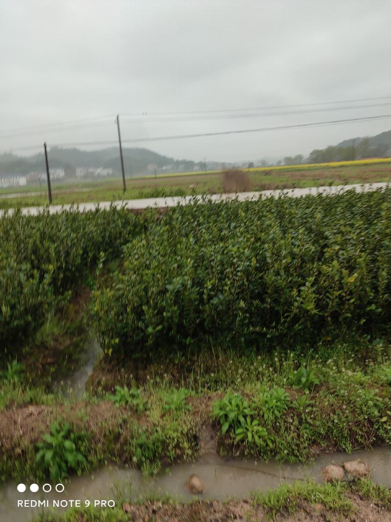 湘林210优质油茶苗杯苗