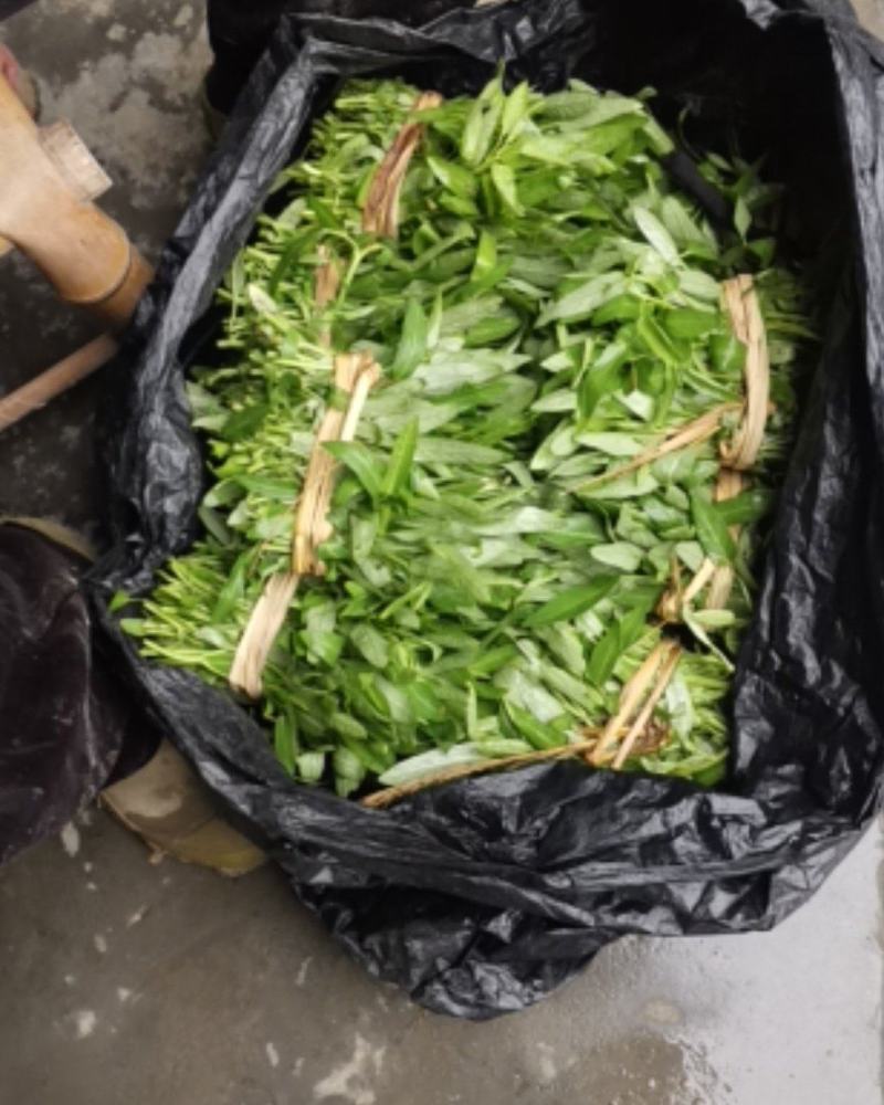 本地老杆杆空心菜苗，现掐易成活，质量保证。一件是100根