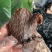 浙江温州特产湖岭阿明手撕牛肉干牛肉片桶装零食小吃500克
