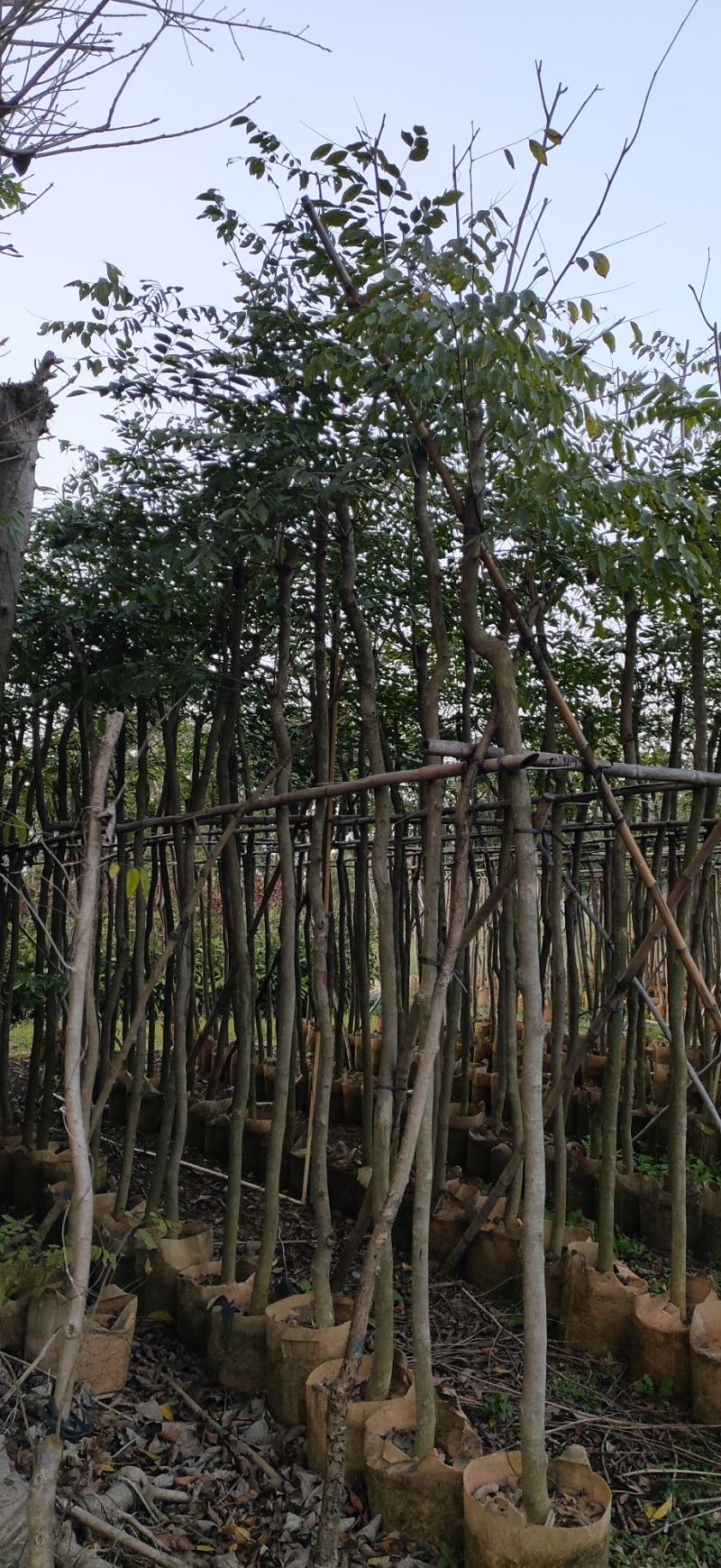 海南黄花梨4-10公分袋苗