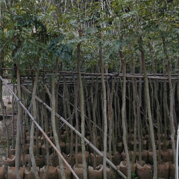 海南黄花梨4-10公分袋苗