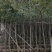海南黄花梨4-10公分袋苗