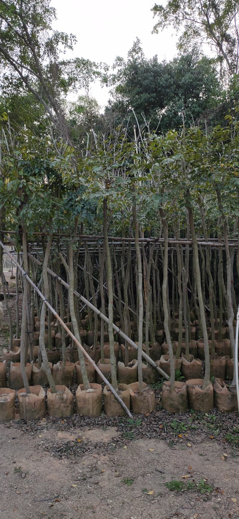 海南黄花梨4-10公分袋苗