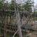 海南黄花梨4-10公分袋苗